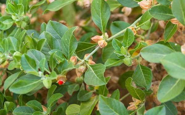 Ashwagandha - Image 2