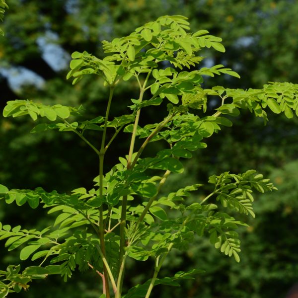 Moringa Capsules 1.5 oz. - Image 2