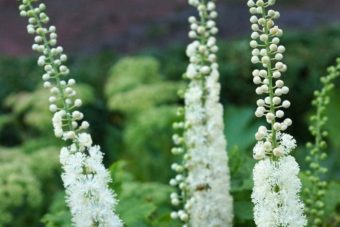 Black Cohosh