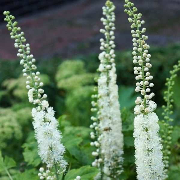 Black Cohosh