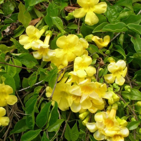 Cat's Claw
