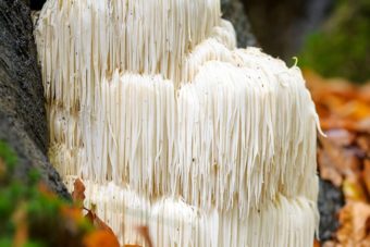 Lion's Mane