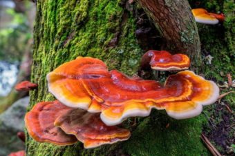 Reishi Mushroom Extract
