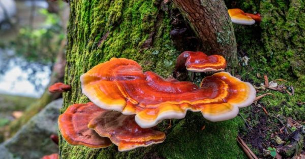 Reishi Mushroom Extract