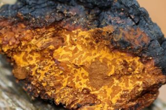 Chagas Mushroom Extract