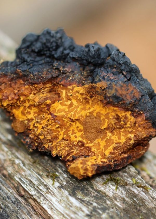 Chagas Mushroom Extract