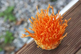 Cordyceps Mushroom
