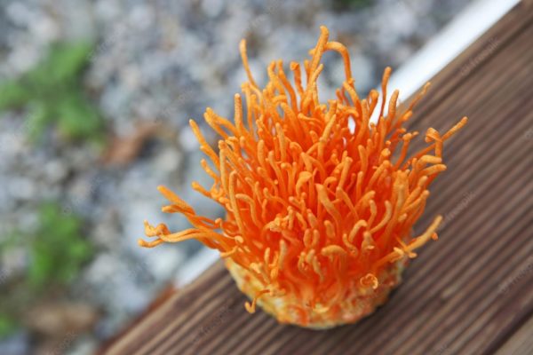Cordyceps Mushroom