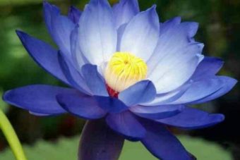 Blue Lotus Powder 100g