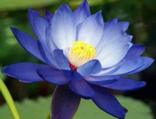 Blue Lotus Powder 100g