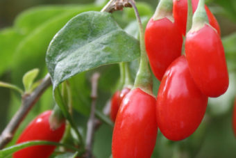Goji Berries