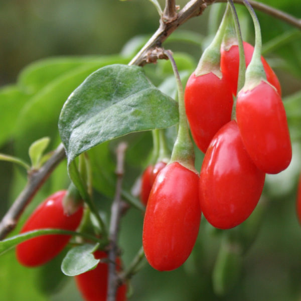 Goji Berries