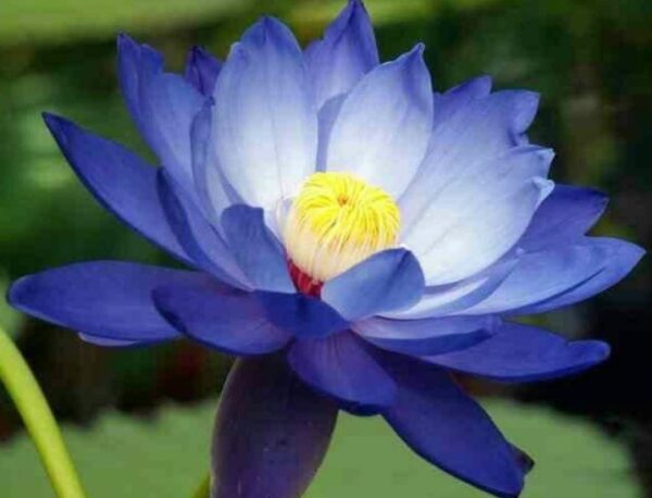 Blue Lotus Powder 100g
