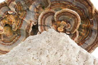 Organics Turkey Tail Powder 100 gram